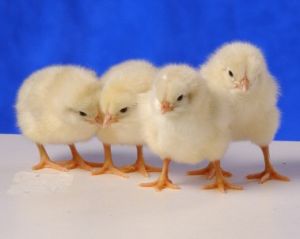 Live Chicken Chicks