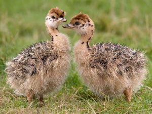 Live Ostrich Chicks