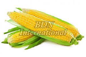 Corn