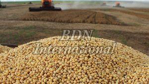 Soybean Seeds