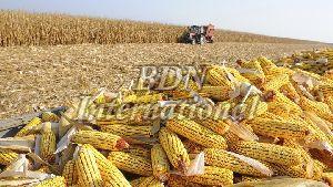 yellow corn,  Moisture Ratio : 14% Aproxx