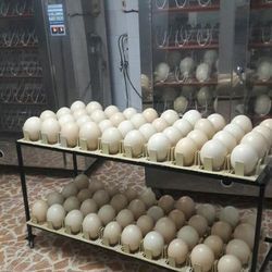 Ostrich Egg