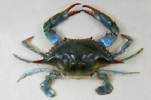 Live and frozen Blue Crab