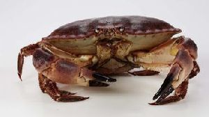 Fresh Brown Crab