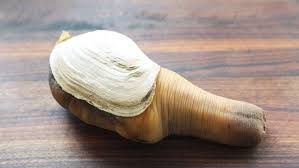 Live Geoduck