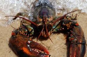 Live and frozen Maine Lobster