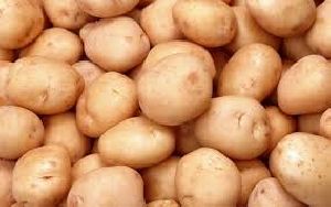 red potato supplier in india