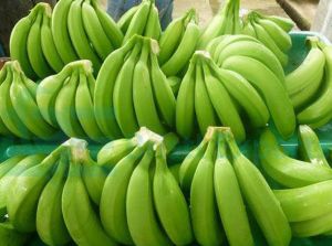 Common Cavendish Bananas
