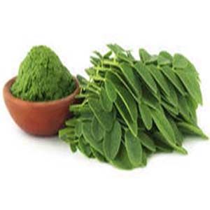 dry moringa leaves