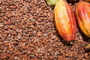 Grade AA Dried Fermented cocoa beans