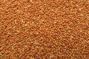 green millet