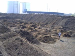 Palm Kernel Shell