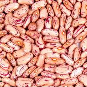 Light Kidney Beans