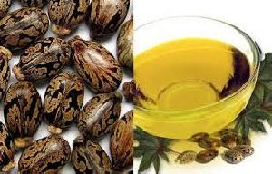 Castor Seeds & Oil