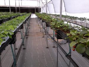 Greenhouse Automation System