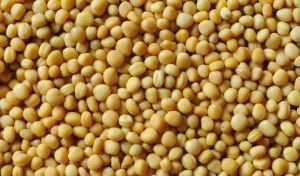 Yellow Mustard Seeds, Moisture : 8%