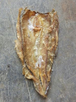 dry lizard fish
