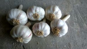 Garlic utie