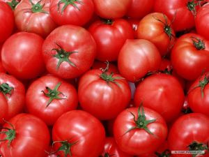 High Quality Fresh Tomato