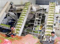 IQF Frozen Green Peas Processing Machinery