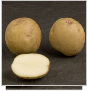 Atlantic Potato