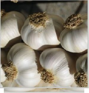 Fresh Gujarati Garlic