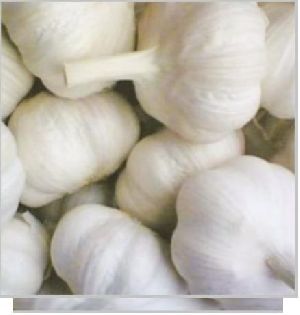 Fresh Himachal Garlic