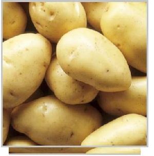 Laukar Potato