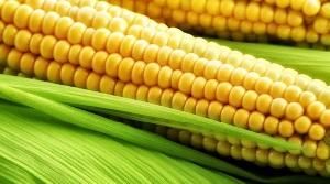 yellow maize