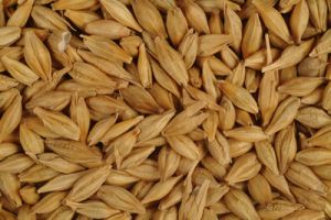 Barley,  Warranty : 12 months