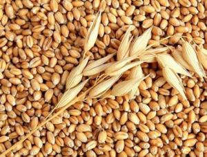wheat seeds, Capacity : 300000 Tons, Packaging Type : In Bulk