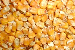 Animal Feed Yellow Maize