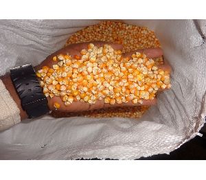 indian yellow maize