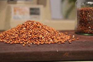 Best Quality red sorghum seeds
