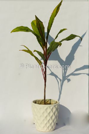 Cordyline Fruiticosa plant