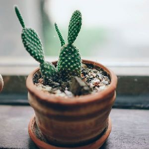 Opuntia Microdasys plant