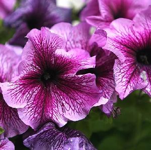 Petunia Plant