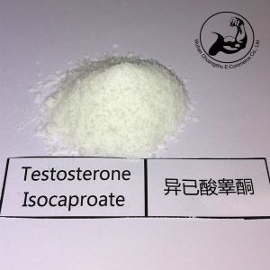 Injectable Anabolic Steroid Testosterone Isocaproate CAS 15262-86-9