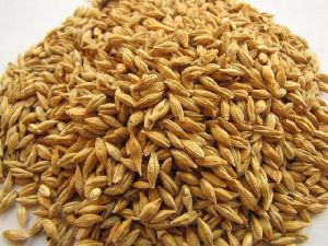 Barley Feeds