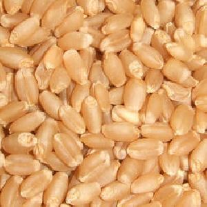 Lokwan Wheat Seeds