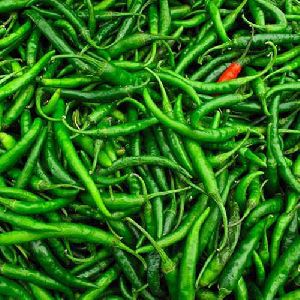 fresh green chilli