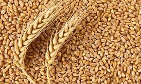 wheat,  Storage : Store In A Cool, Dry Place