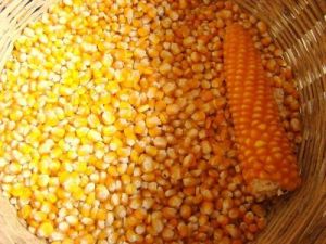 Yellow Corn Animal Feed