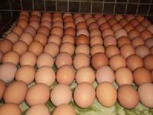 White table Eggs
