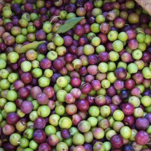 Fresh Olives