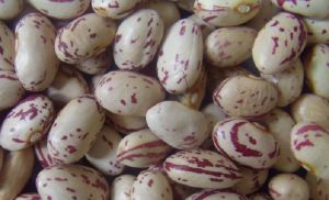 Crop Light Speckled Kidney Beans