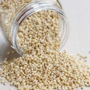 White Sorghum Grain