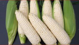 White Maize