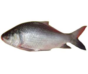 Fresh Dogla Katla Fish
