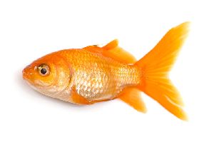 Fresh Golden Fish